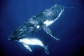   Image humpback mother calf taken Vavau Tonga. Nikon D300 1020mm sigma sea housing. Tonga 10-20mm 10 20mm housing  